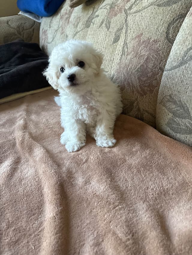 Bichon Frise Puppies media 8