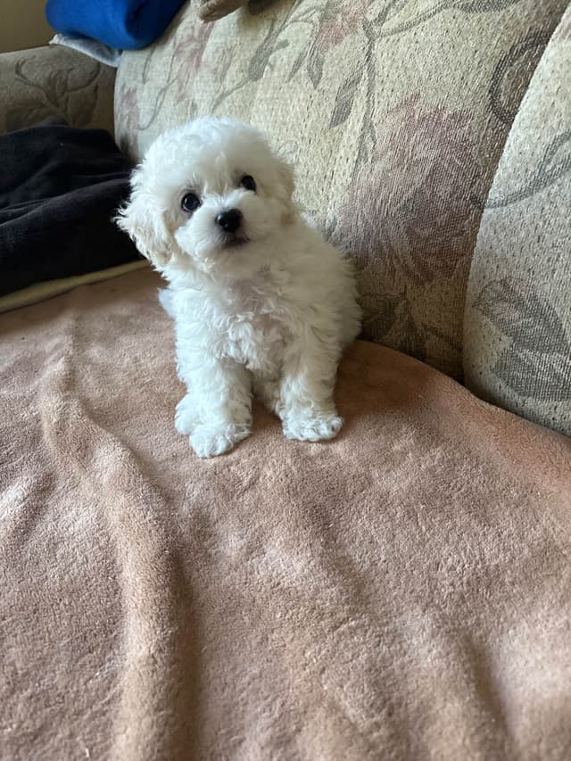 Bichon Frise Puppies media 10
