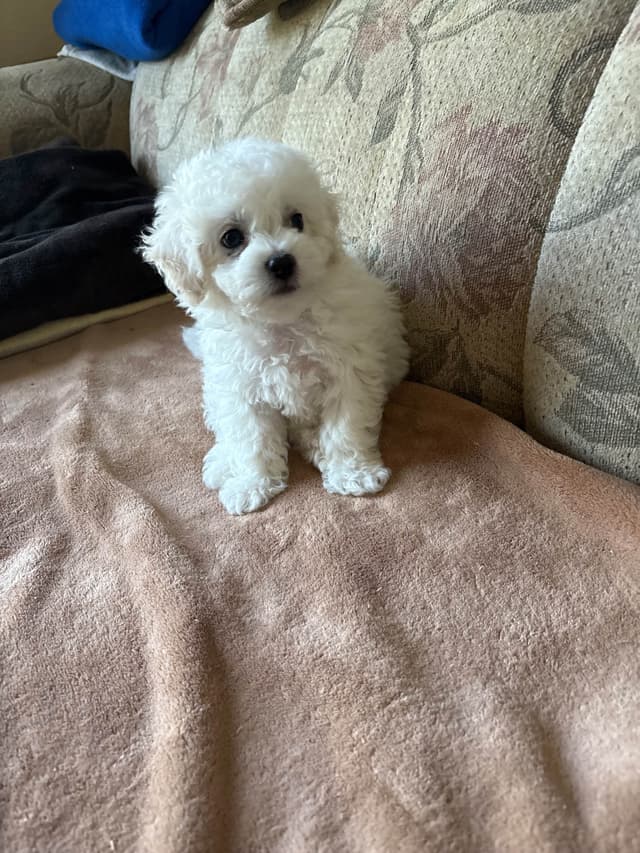 Bichon Frise Puppies media 12