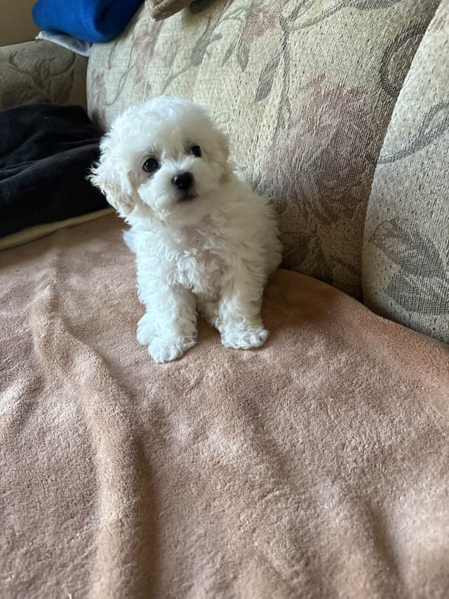 Bichon Frise Puppies media 11
