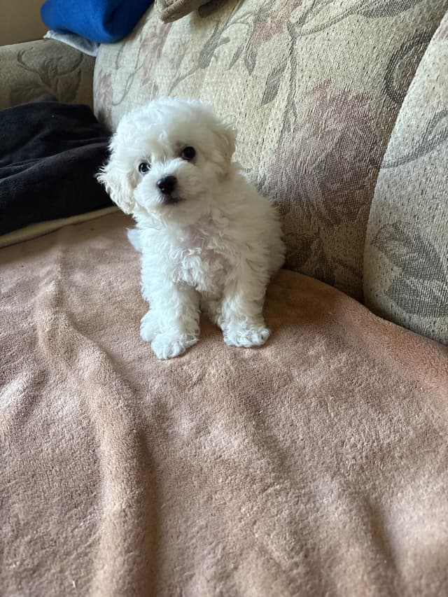 Bichon Frise Puppies media 9