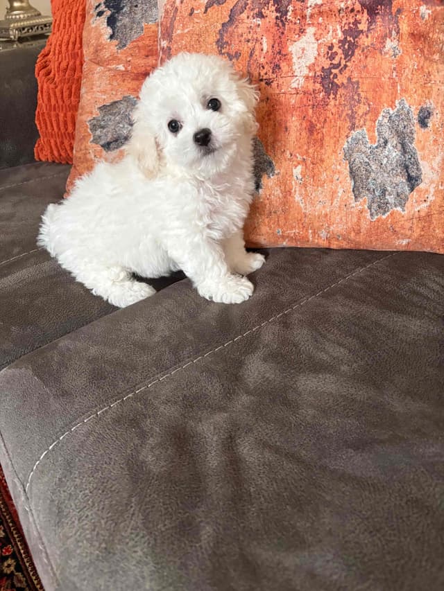 Bichon Frise Puppies media 14