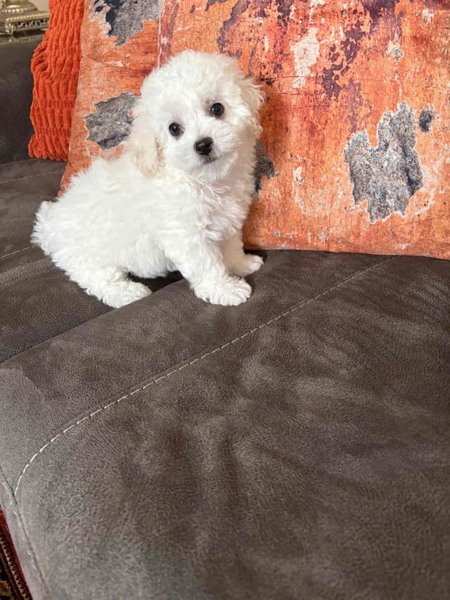 Bichon Frise Puppies media 15
