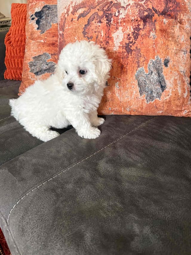 Bichon Frise Puppies media 13