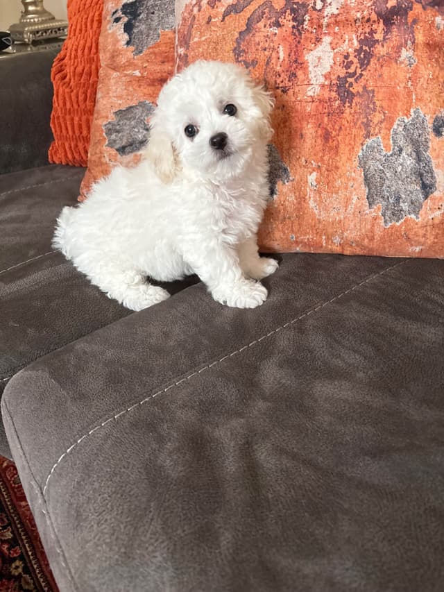 Bichon Frise Puppies media 17