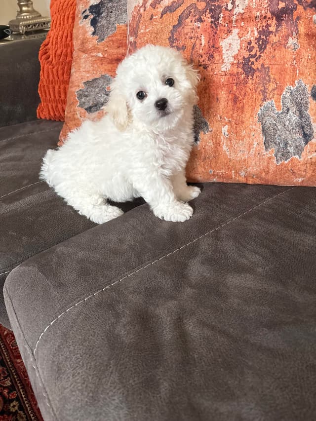 Bichon Frise Puppies media 16