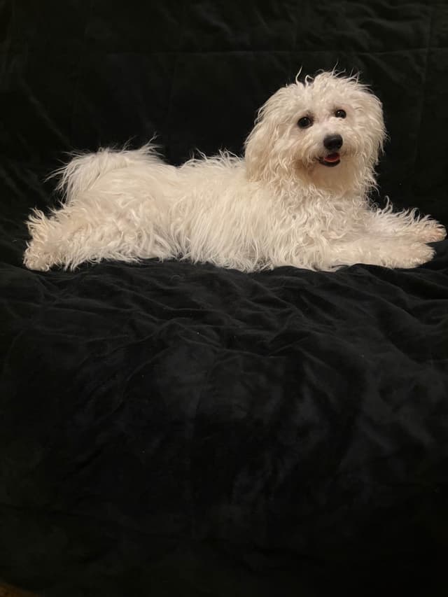Bichon Frise Puppies media 19