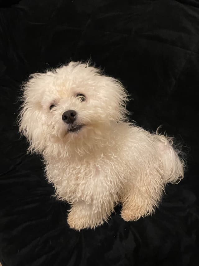 Bichon Frise Puppies media 18