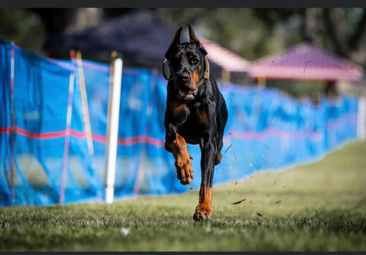 World Famous European Bloodlines breeder image 2