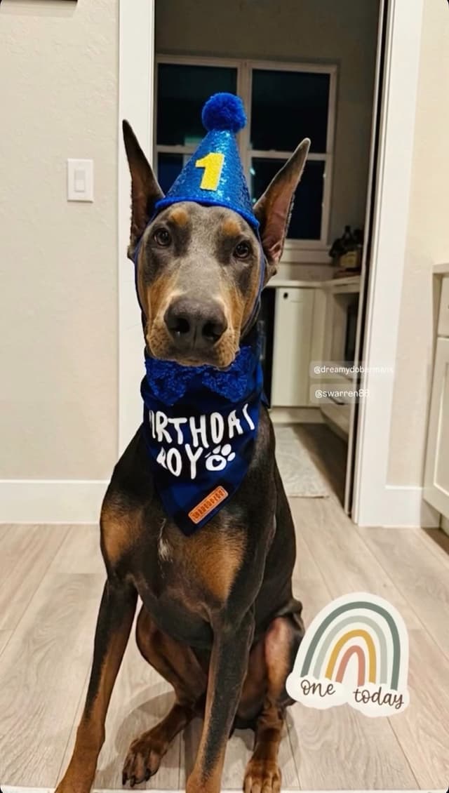 Blue and Fawn Doberman Puppies media 7