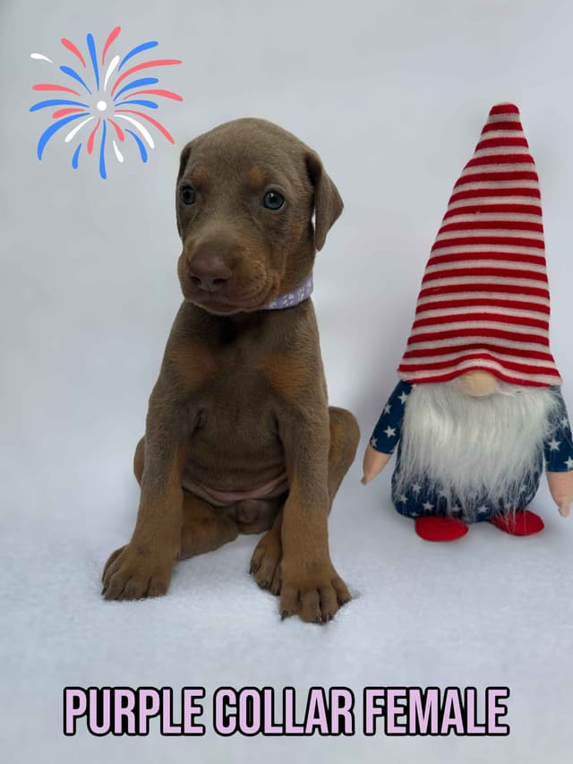 Blue and Fawn Doberman Puppies media 3