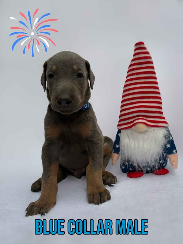 Blue and Fawn Doberman Puppies media 2