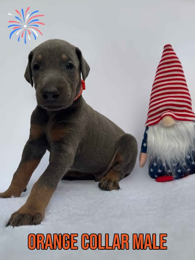Blue and Fawn Doberman Puppies media 4