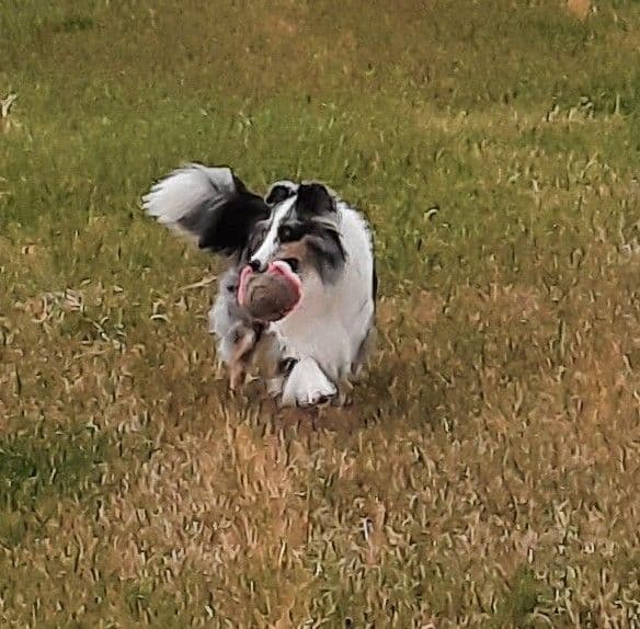Shetland Sheepdog Puppies breeder image 1