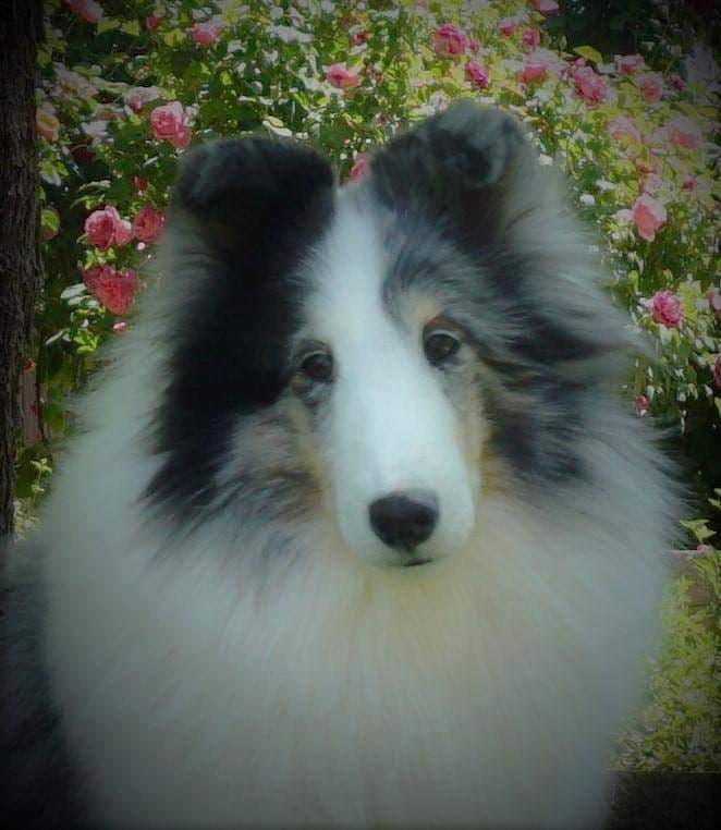 Shetland Sheepdog Puppies breeder image 4