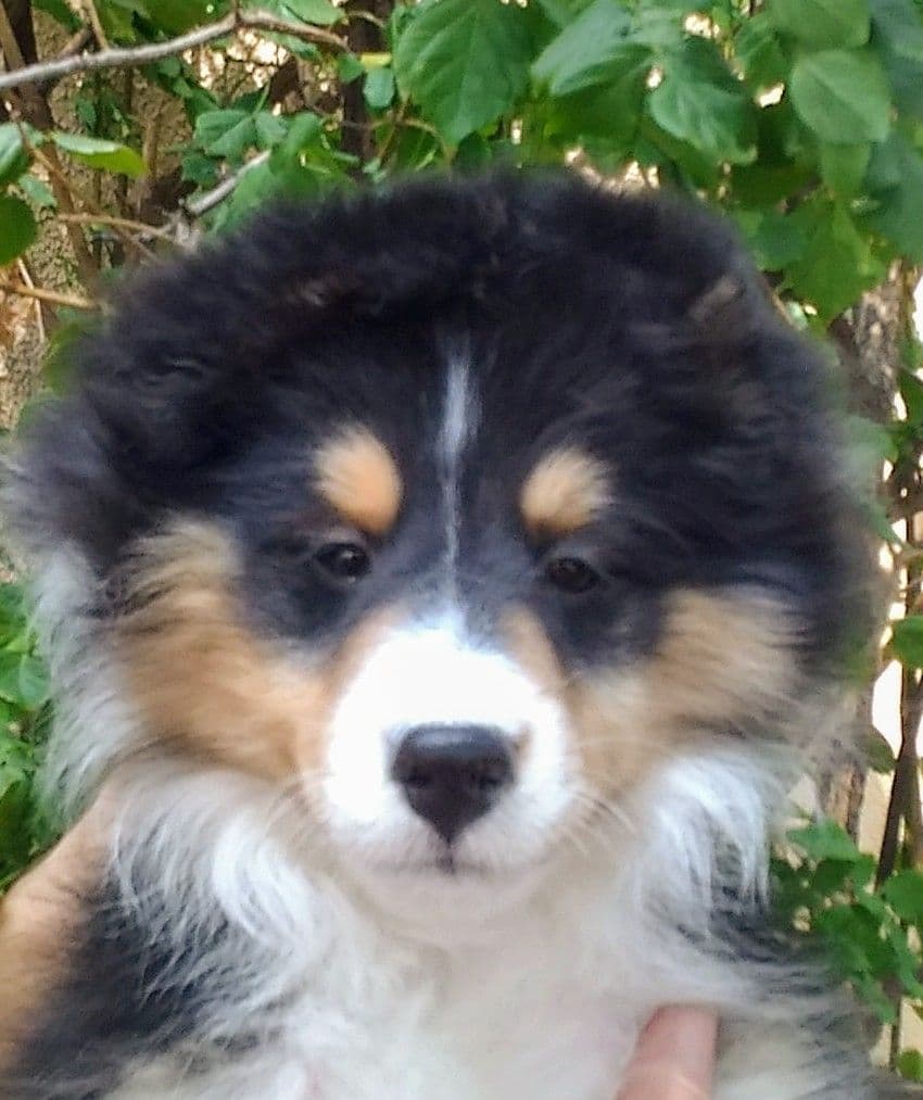 Shetland Sheepdog Puppies breeder image 3