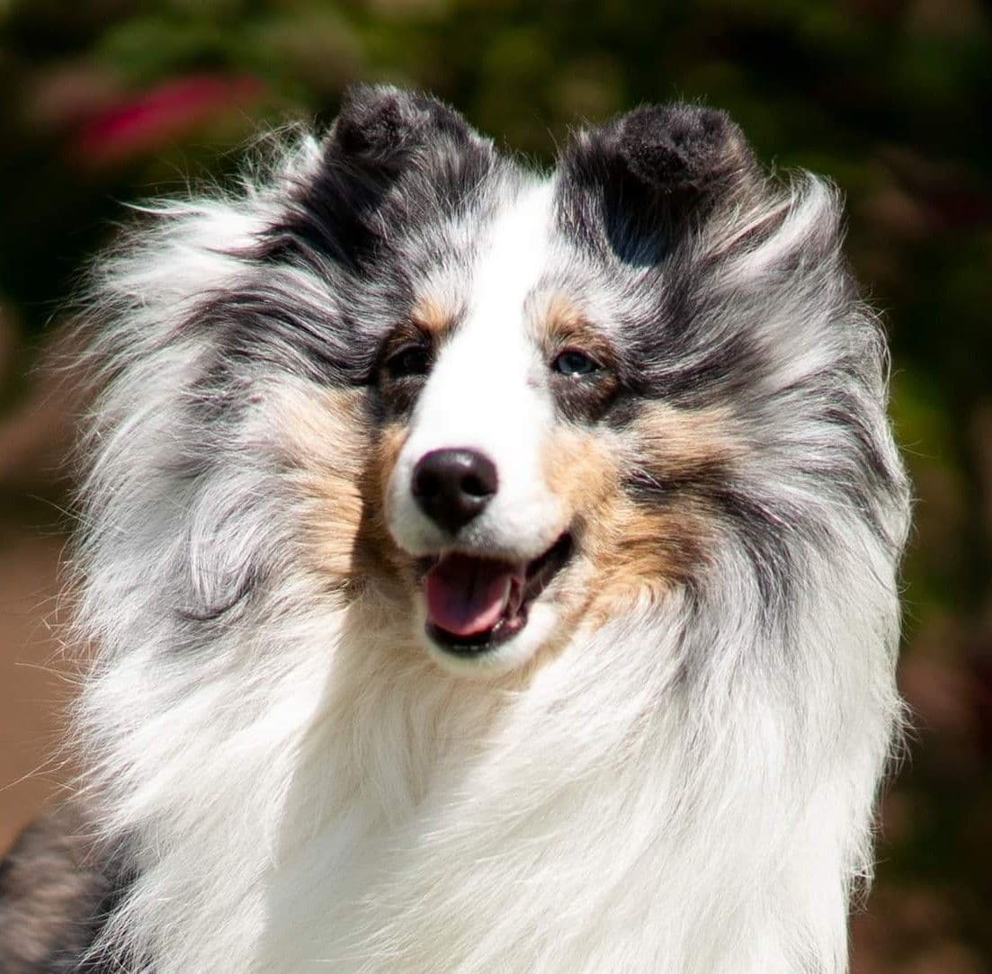 Shetland Sheepdog Puppies breeder image 5