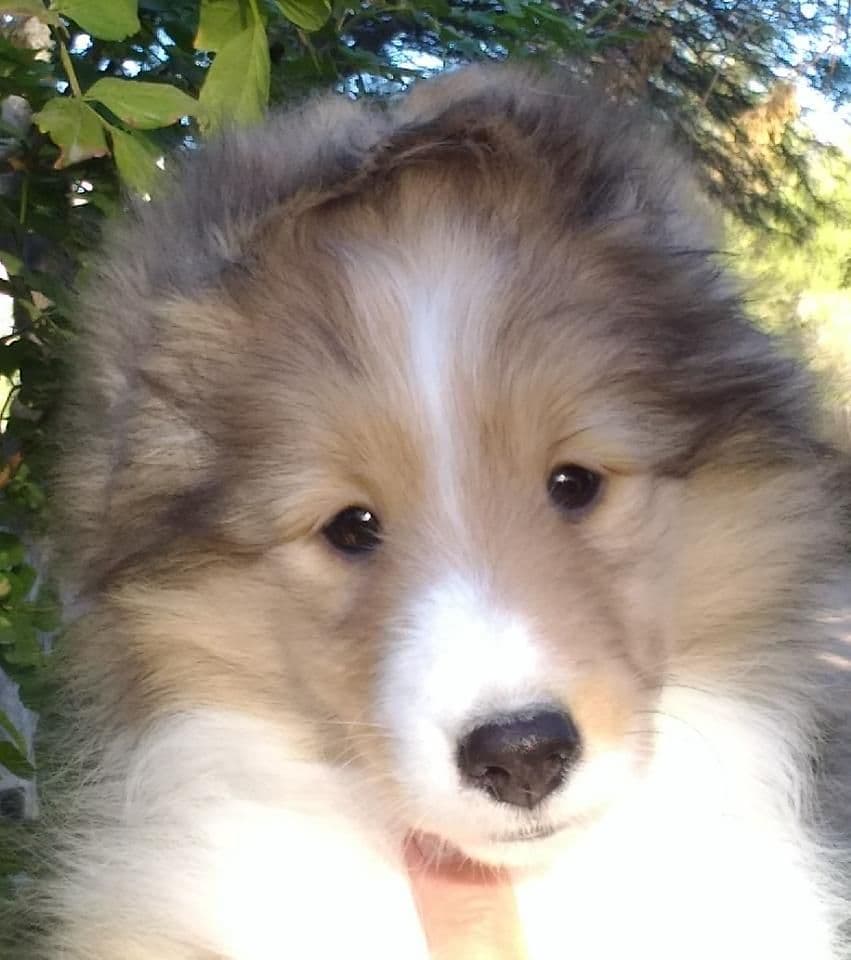 Shetland Sheepdog Puppies breeder image 2