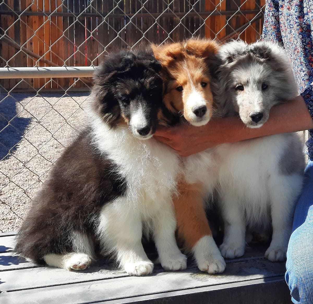Shetland Sheepdog Puppies breeder image 7