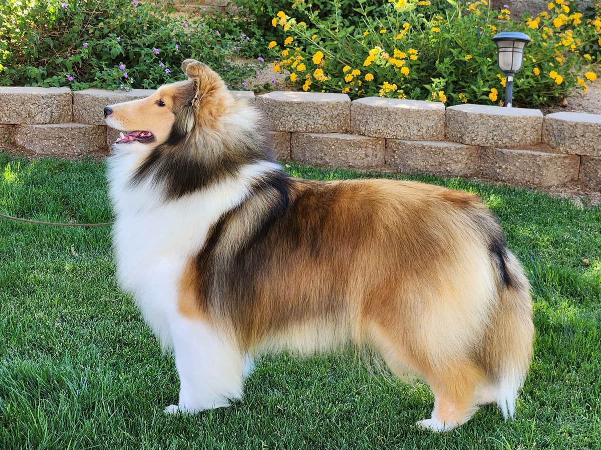 Shetland Sheepdog Puppies breeder image 8