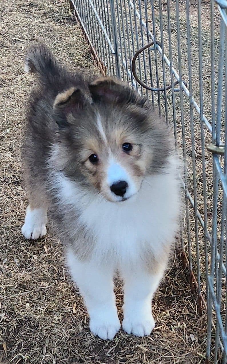 Shetland Sheepdog Puppies breeder image 9