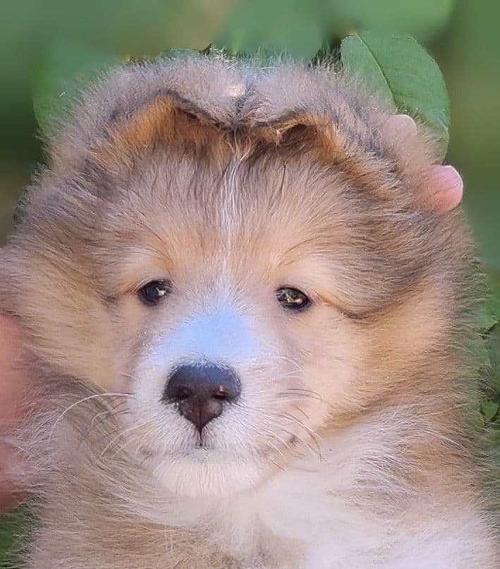 Shetland Sheepdog Puppies breeder image 10