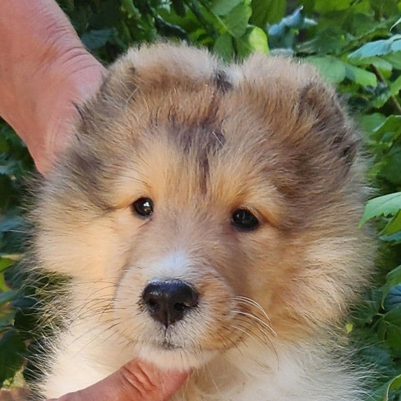 Shetland Sheepdog Puppies breeder image 11