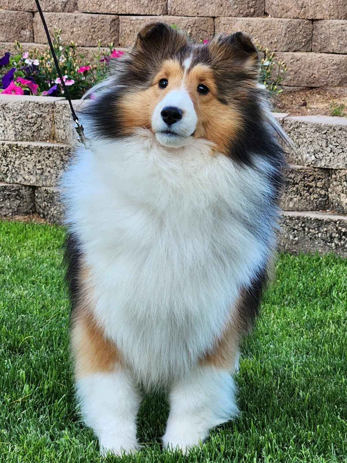 Shetland Sheepdog Puppies breeder image 12
