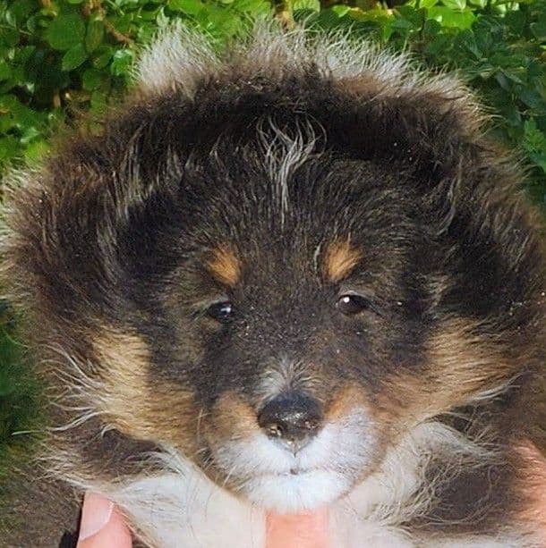 Shetland Sheepdog Puppies media 2