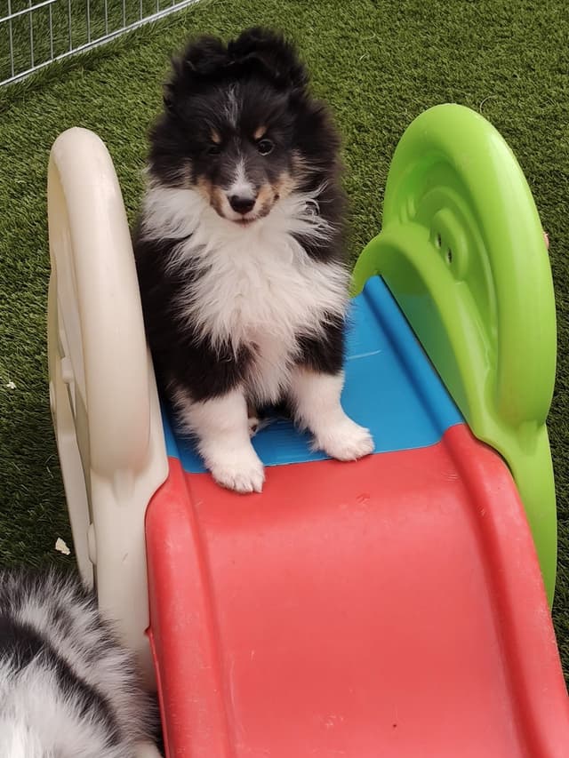 Shetland Sheepdog Puppies media 3