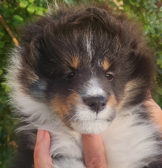 Shetland Sheepdog Puppies media 4