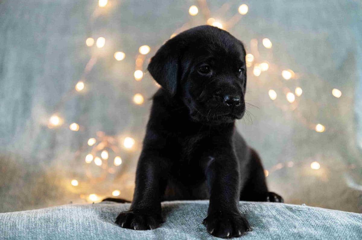 Labrador Retriever Puppies breeder image 5
