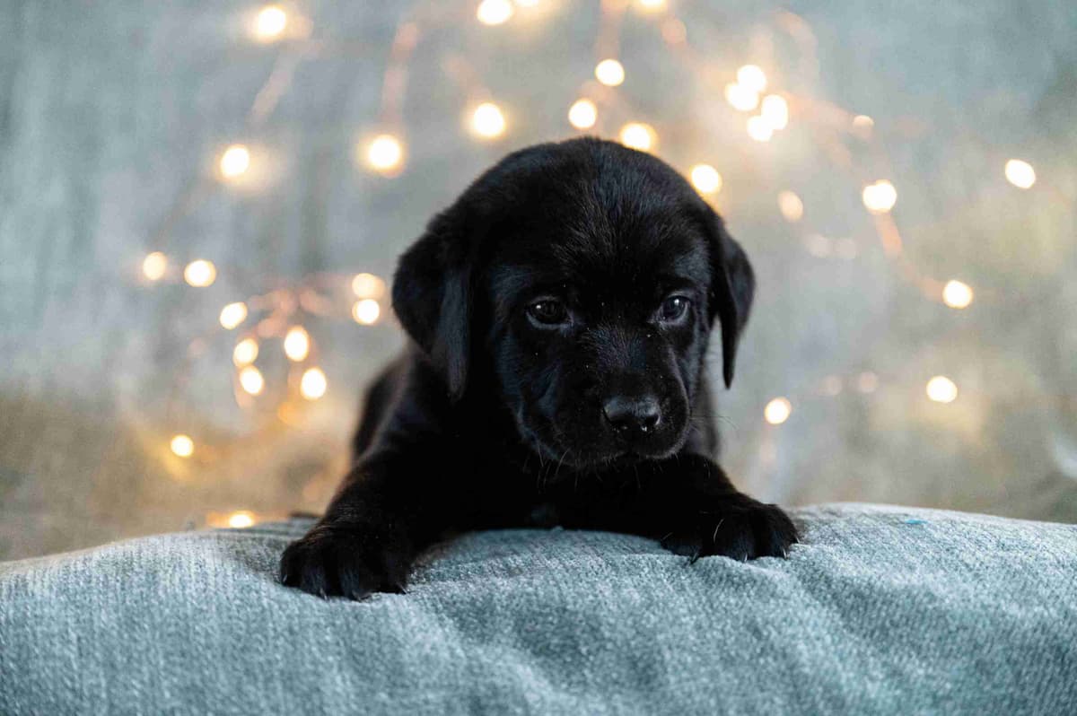 Labrador Retriever Puppies breeder image 7