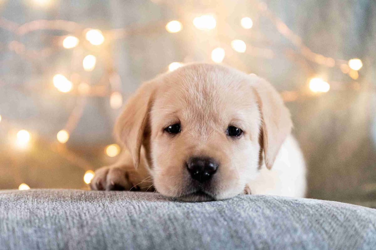 Labrador Retriever Puppies breeder image 1