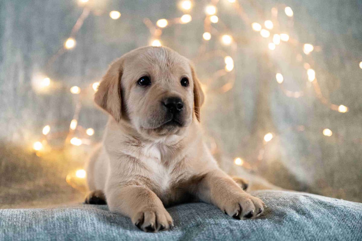 Labrador Retriever Puppies breeder image 3