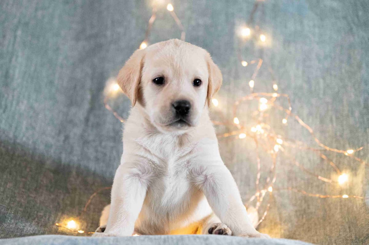 Labrador Retriever Puppies breeder image 4