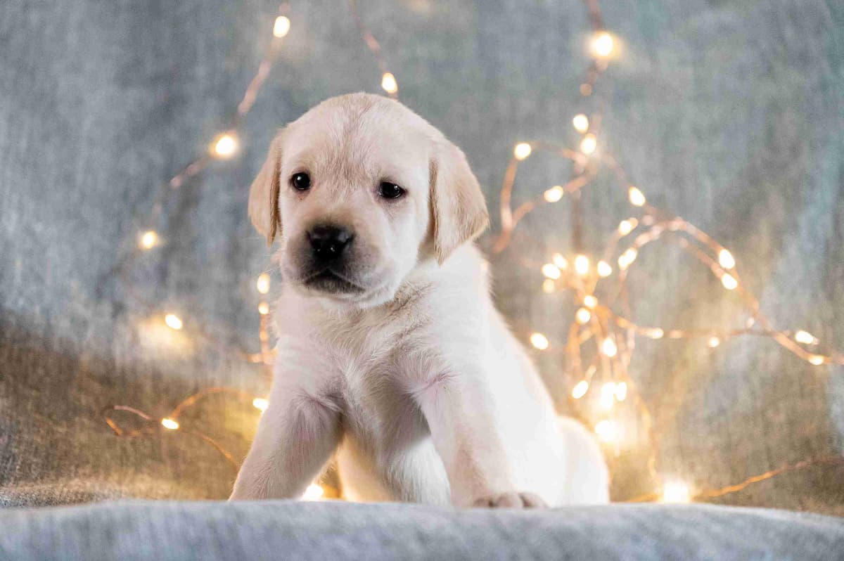 Labrador Retriever Puppies breeder image 6