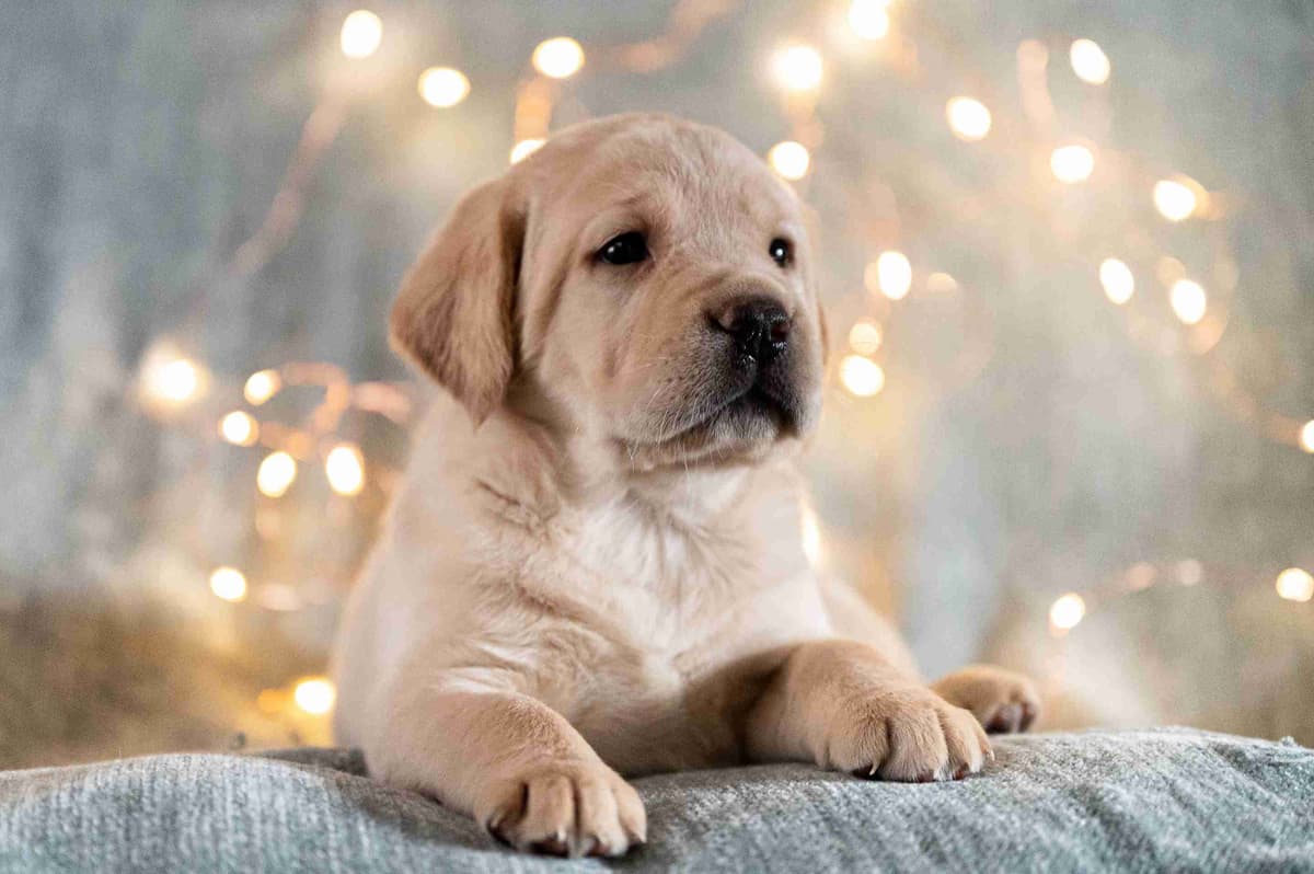 Labrador Retriever Puppies breeder image 8
