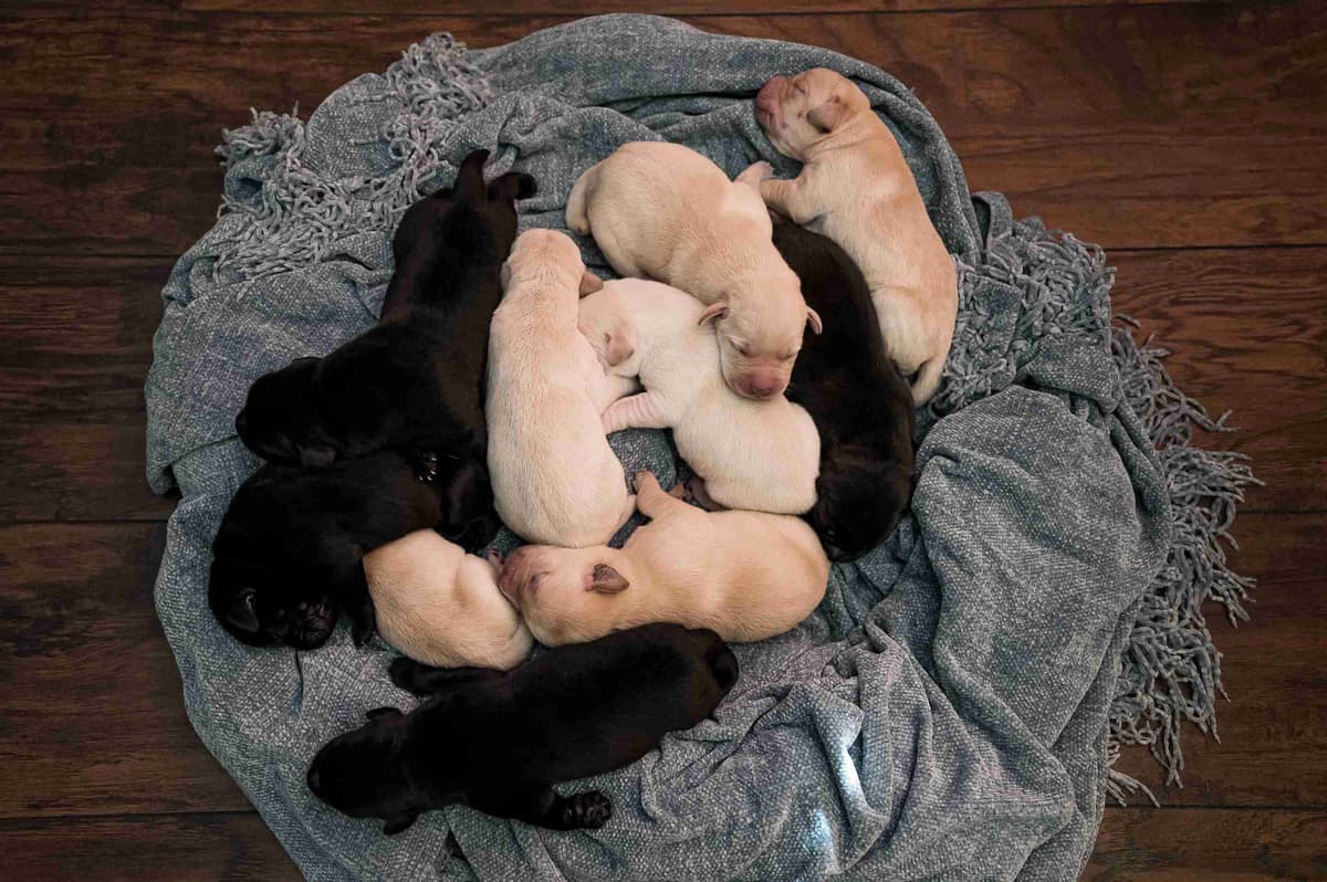 Labrador Retriever Puppies breeder image 10