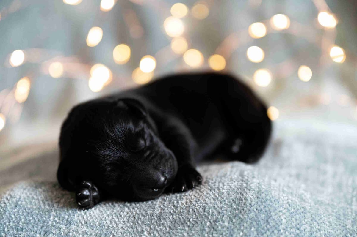 Labrador Retriever Puppies breeder image 13
