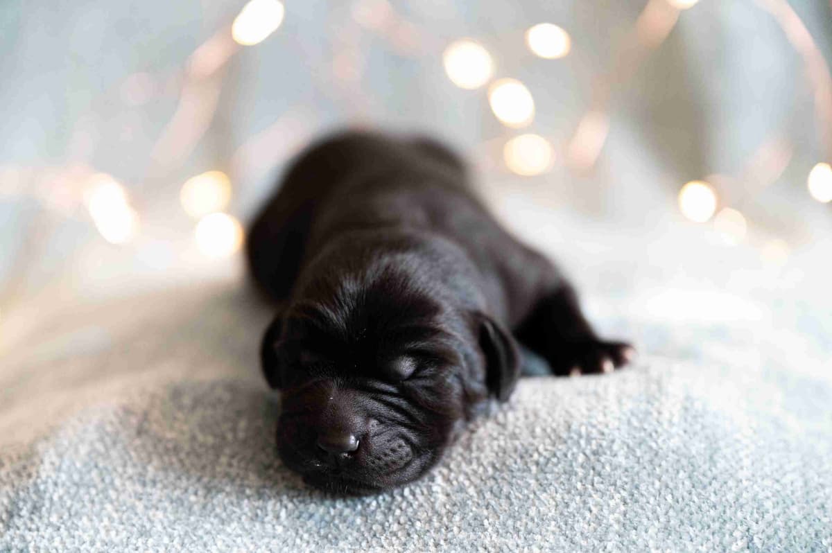 Labrador Retriever Puppies breeder image 11