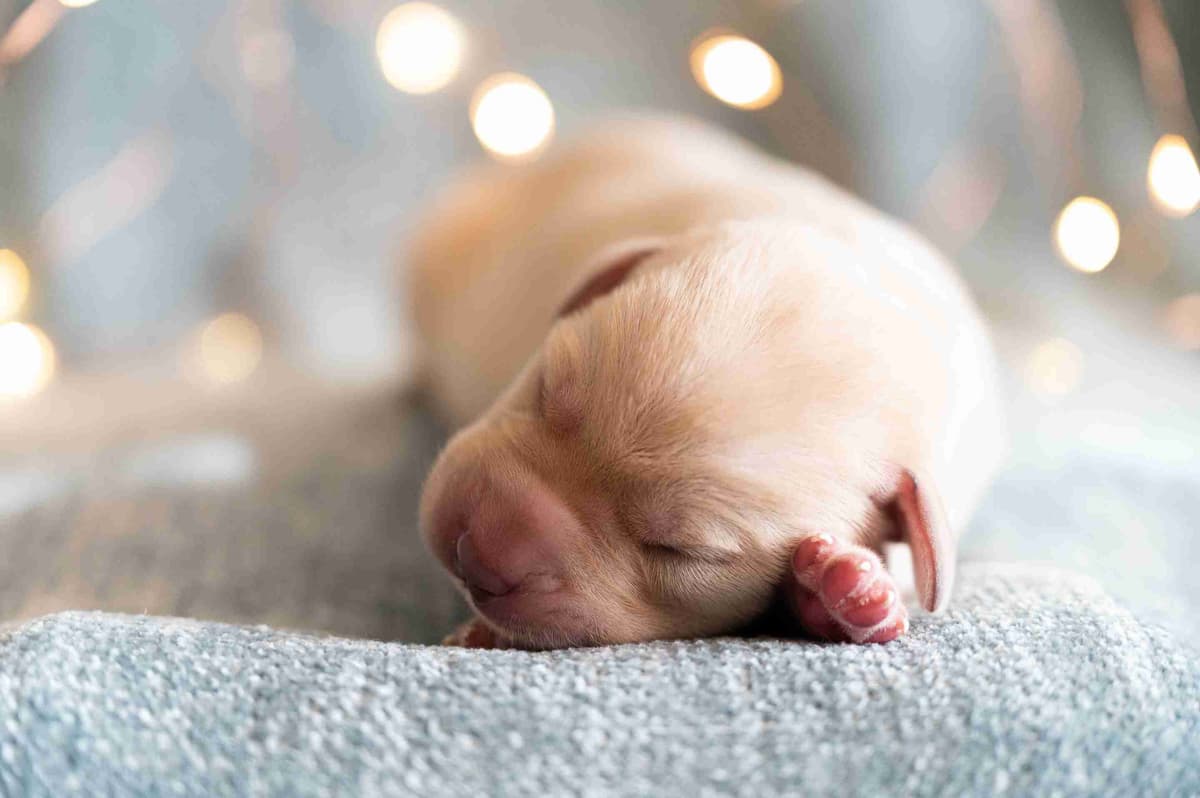 Labrador Retriever Puppies breeder image 12