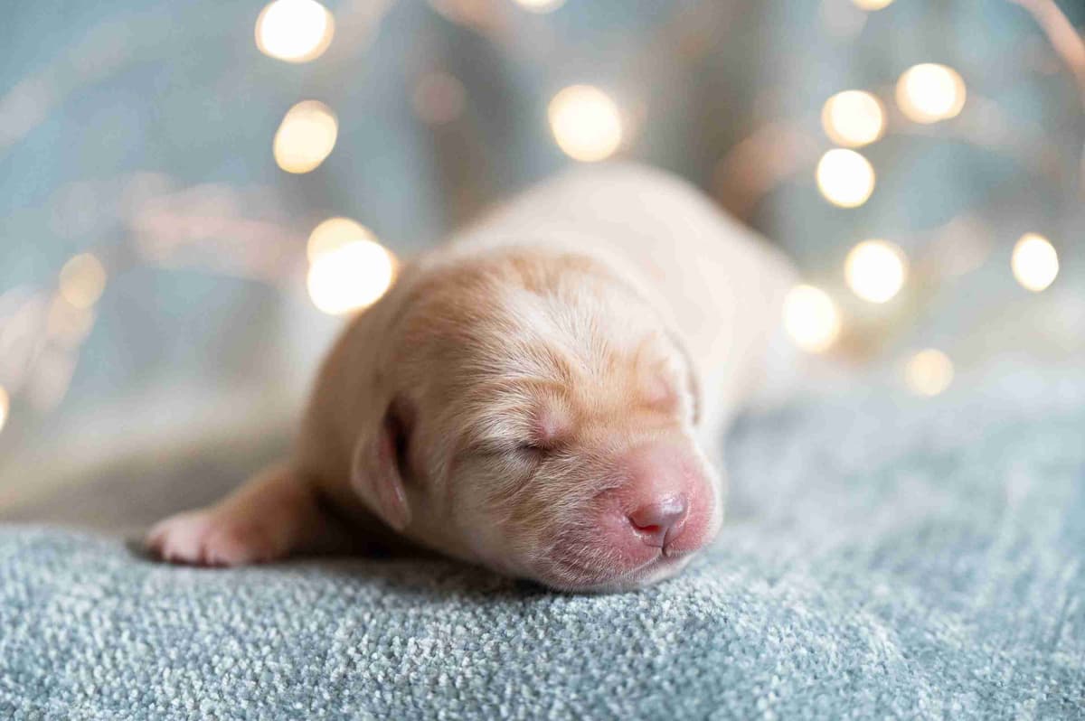 Labrador Retriever Puppies breeder image 18