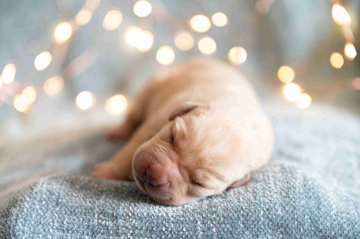 Labrador Retriever Puppies breeder image 14