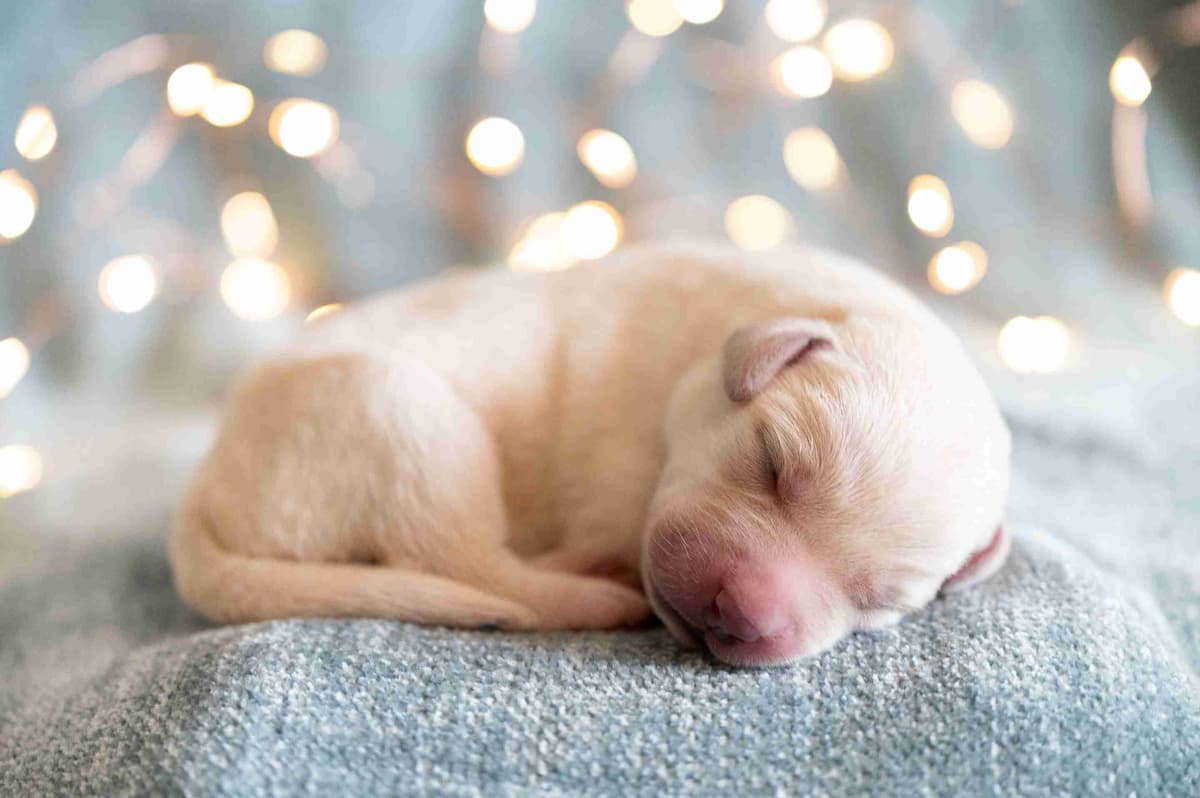 Labrador Retriever Puppies breeder image 19