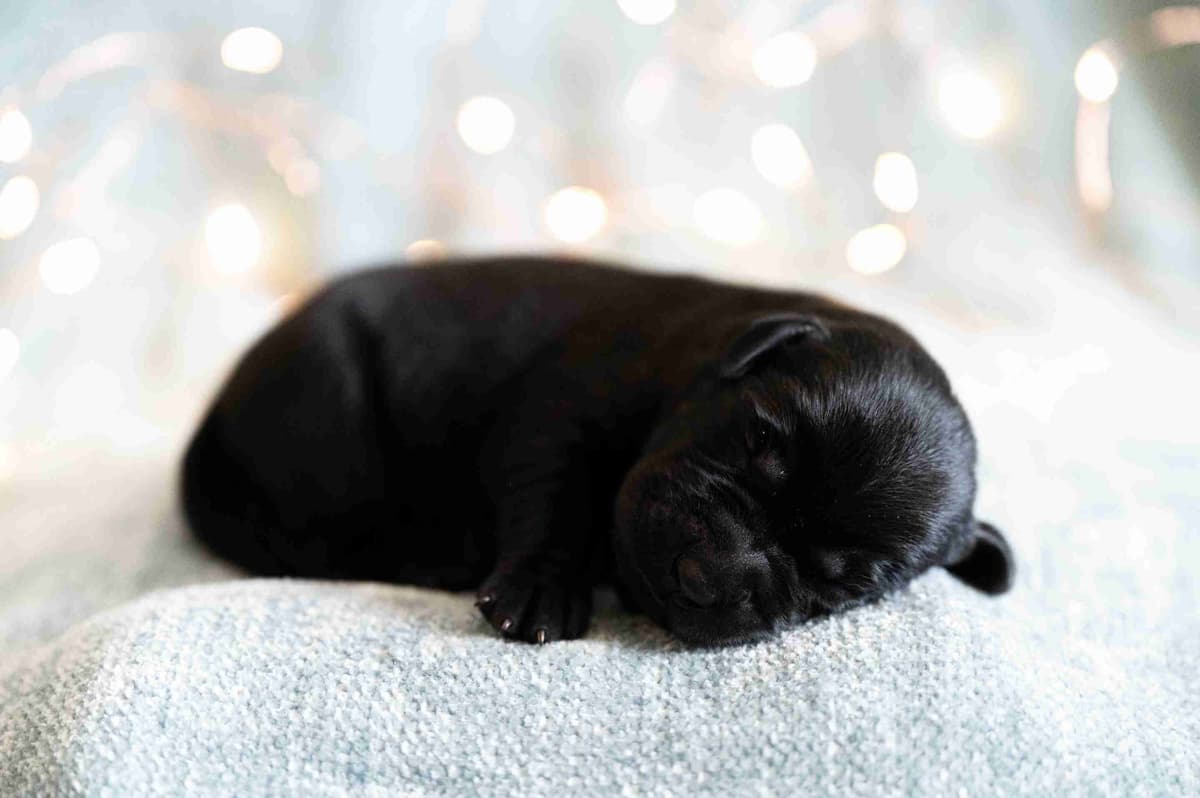 Labrador Retriever Puppies breeder image 17