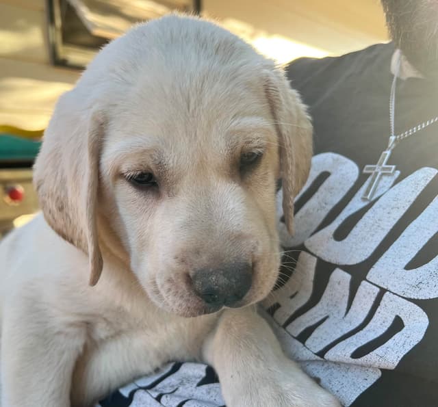 Labrador Retriever Puppies media 2