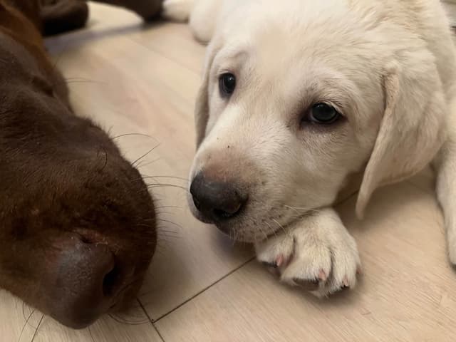 Labrador Retriever Puppies media 3
