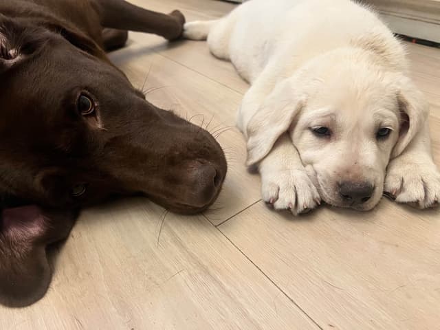 Labrador Retriever Puppies media 5