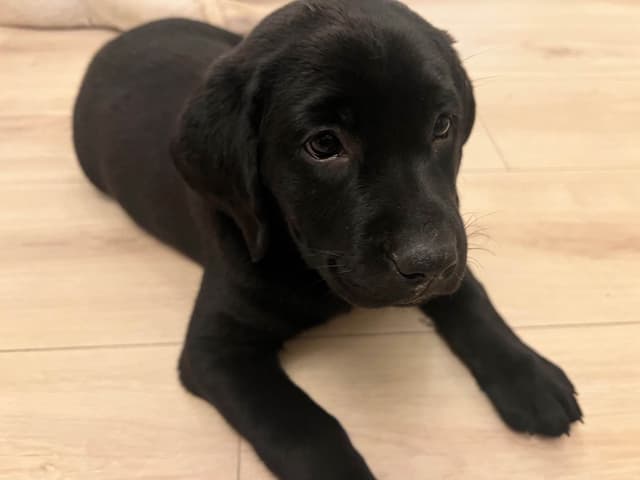 Labrador Retriever Puppies media 6